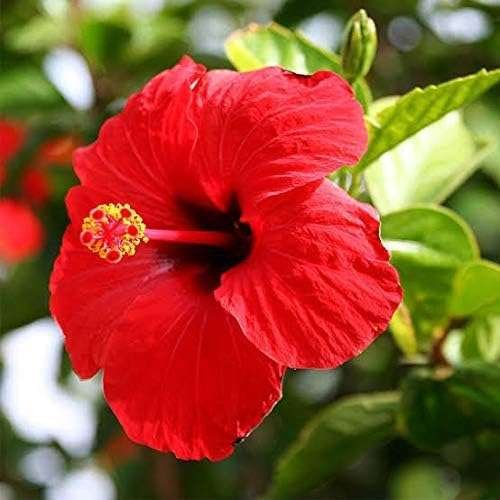 Single Red Hibiscus